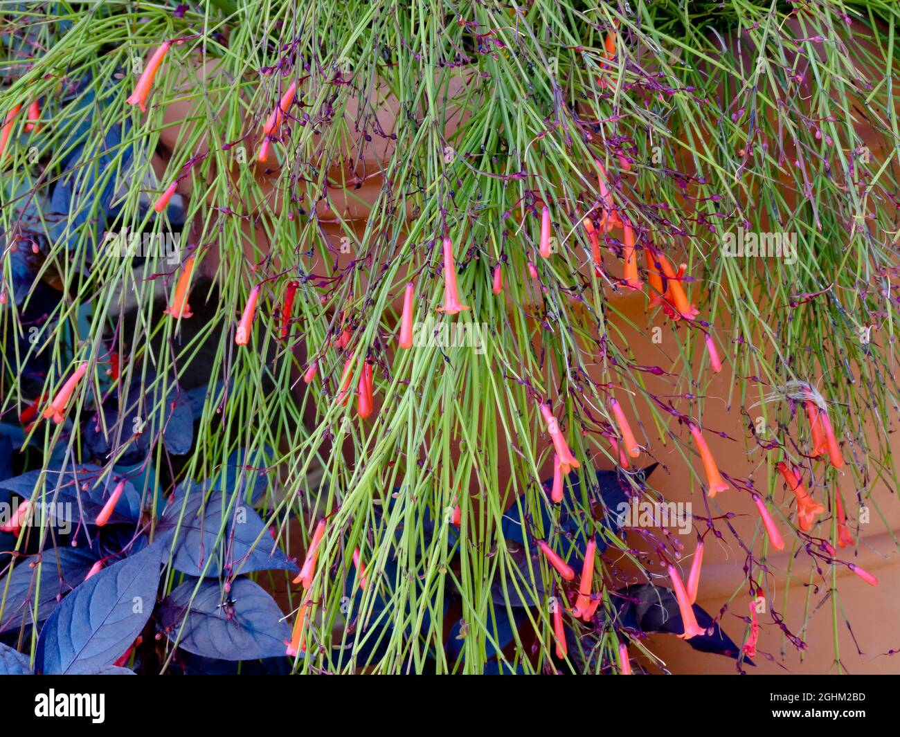 Russelia equisetiformis Foto de stock