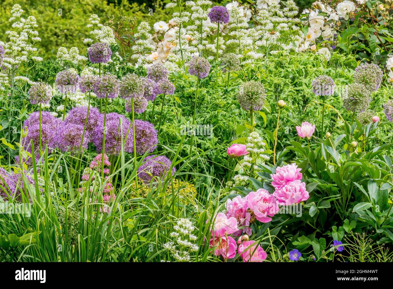 Paeonia lactiflora 'Opal Hamilton', Allium aflatunense, Valeriana officinalis, Rosa 'Penélope' Foto de stock