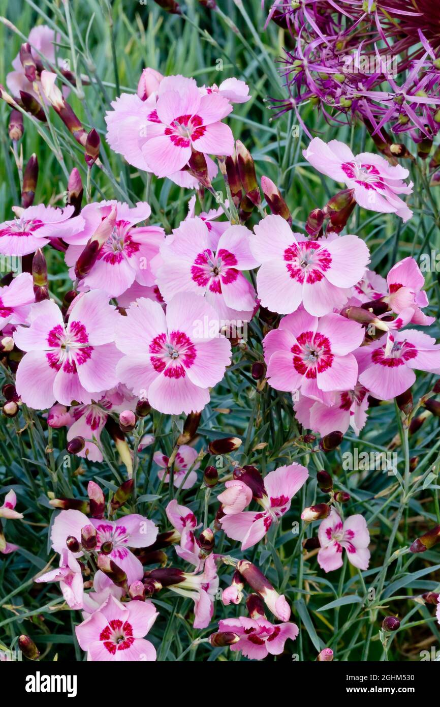 Dianthus alpinus 'Allwoodii' Foto de stock