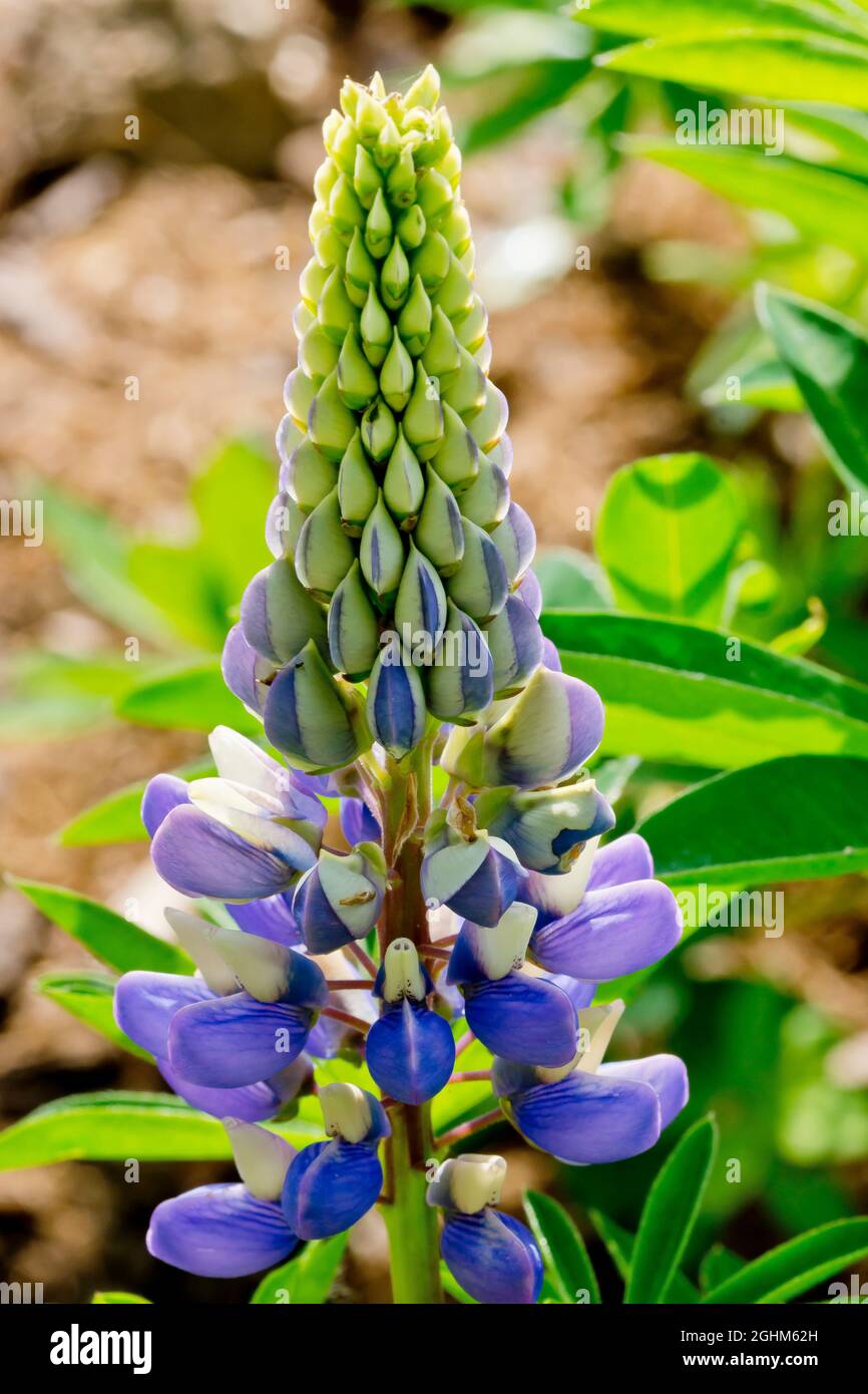Albifrons de Lupinus Foto de stock