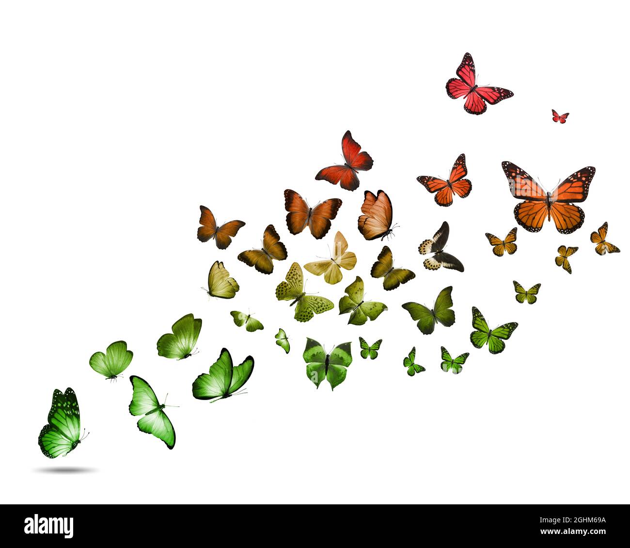 Conjunto de hermosas mariposas voladoras aisladas sobre un fondo blanco.  Foto de alta calidad Fotografía de stock - Alamy