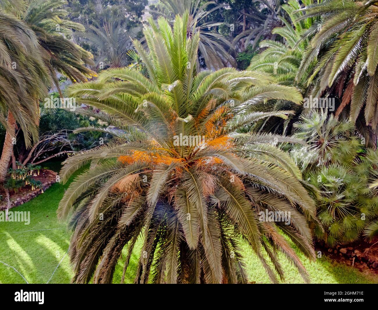 Canary date palms phoenix canariensis fotografías e imágenes de alta