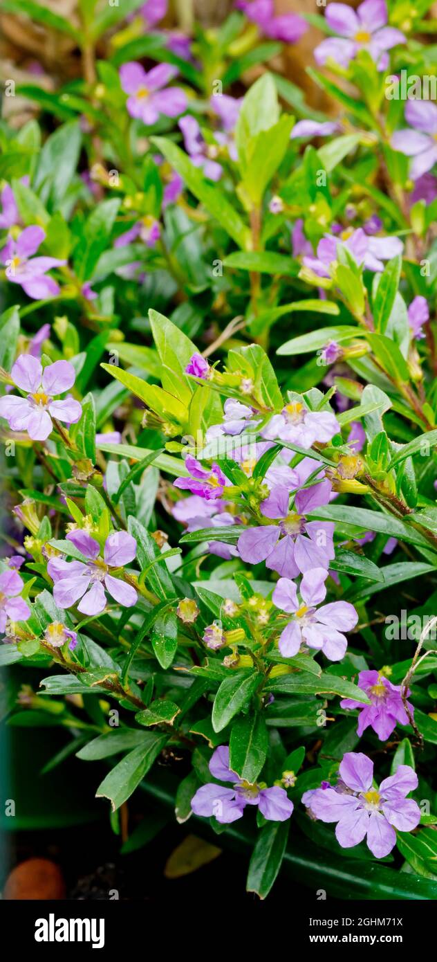 Cuphea hyssopifolia Foto de stock