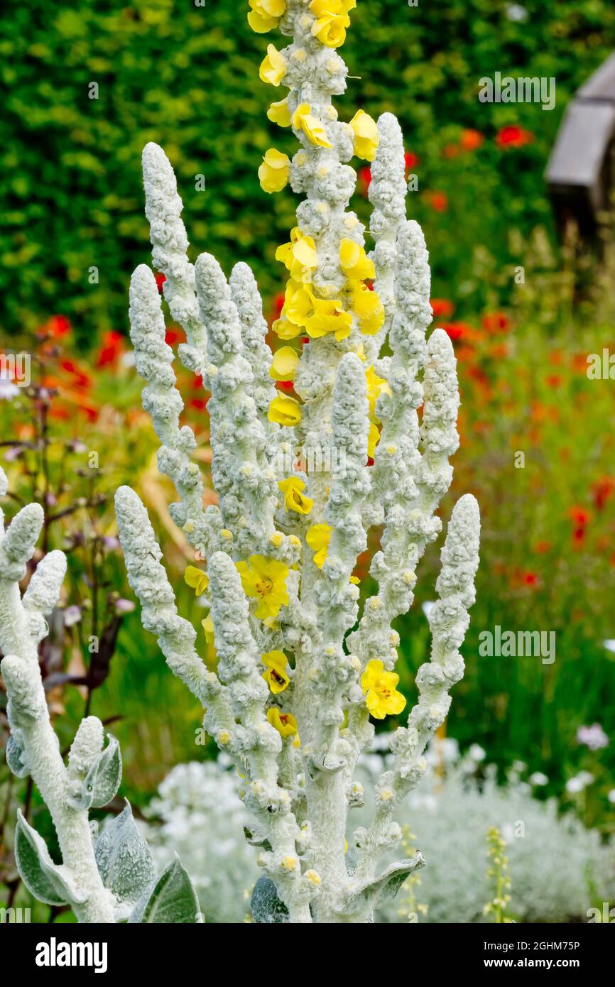 Molène bombyciferum Foto de stock