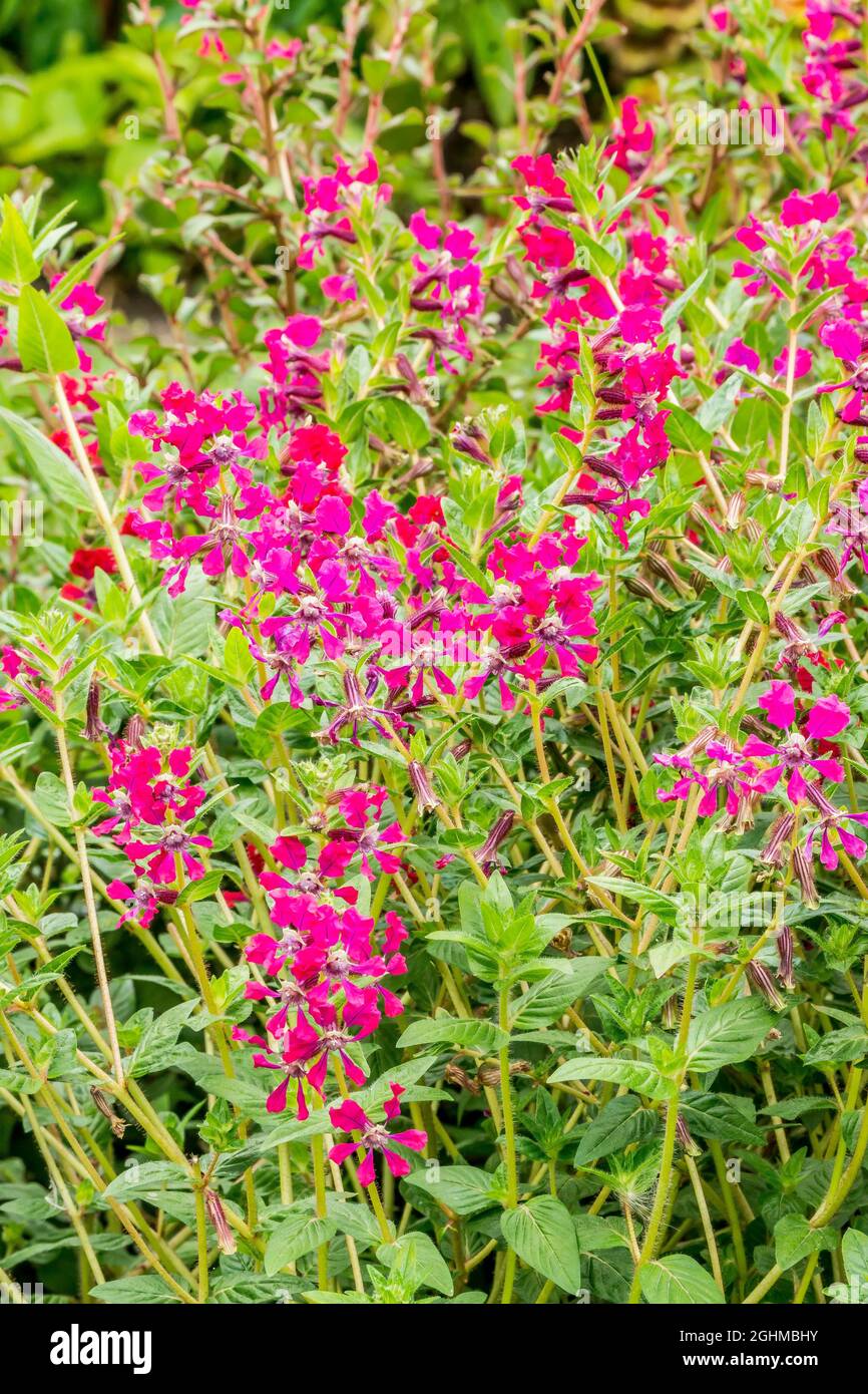 Cuphea llavea var. Miniata Foto de stock