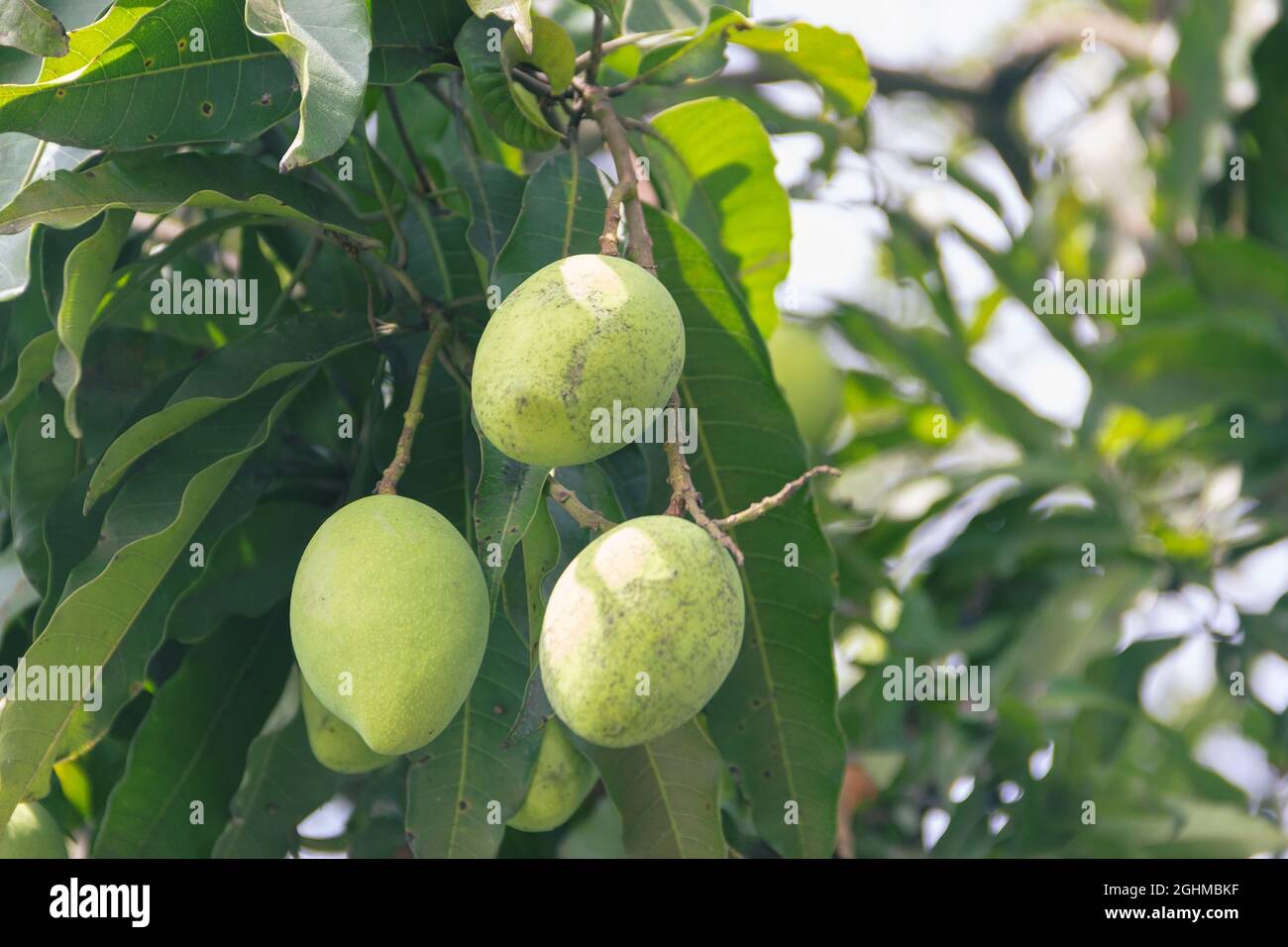 Mango frutos verdes colgando del árbol, Sri Lanka Foto de stock