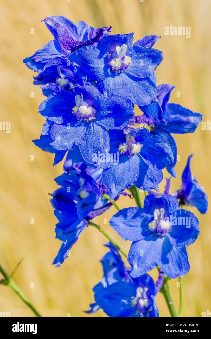 Delphinium belladona 'Bellamosum' Fotografía de stock - Alamy