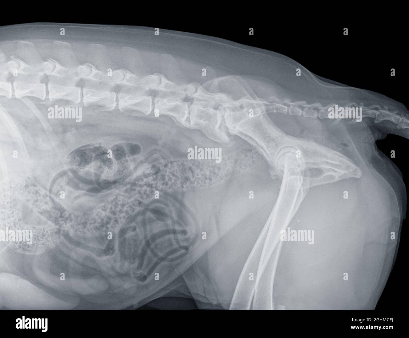 Radiografía del abdomen del perro fotografías e imágenes de alta resolución  - Alamy