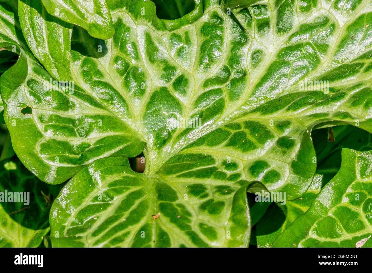 Arum italicum 'Marmoratum' Foto de stock