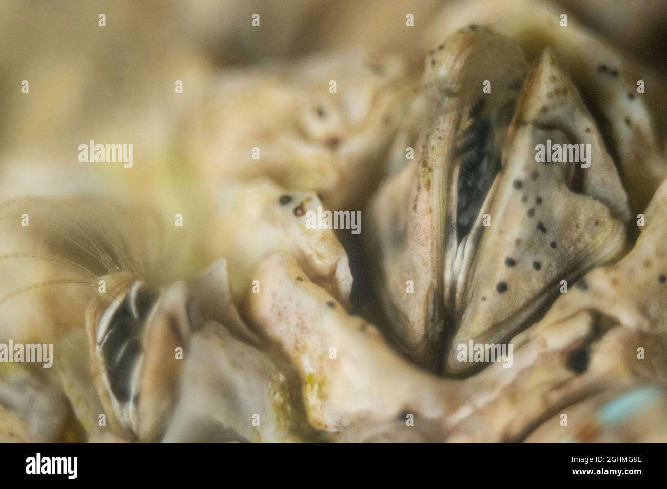 Alimentación de los barracles (Balanoides Semi balanus) Foto de stock