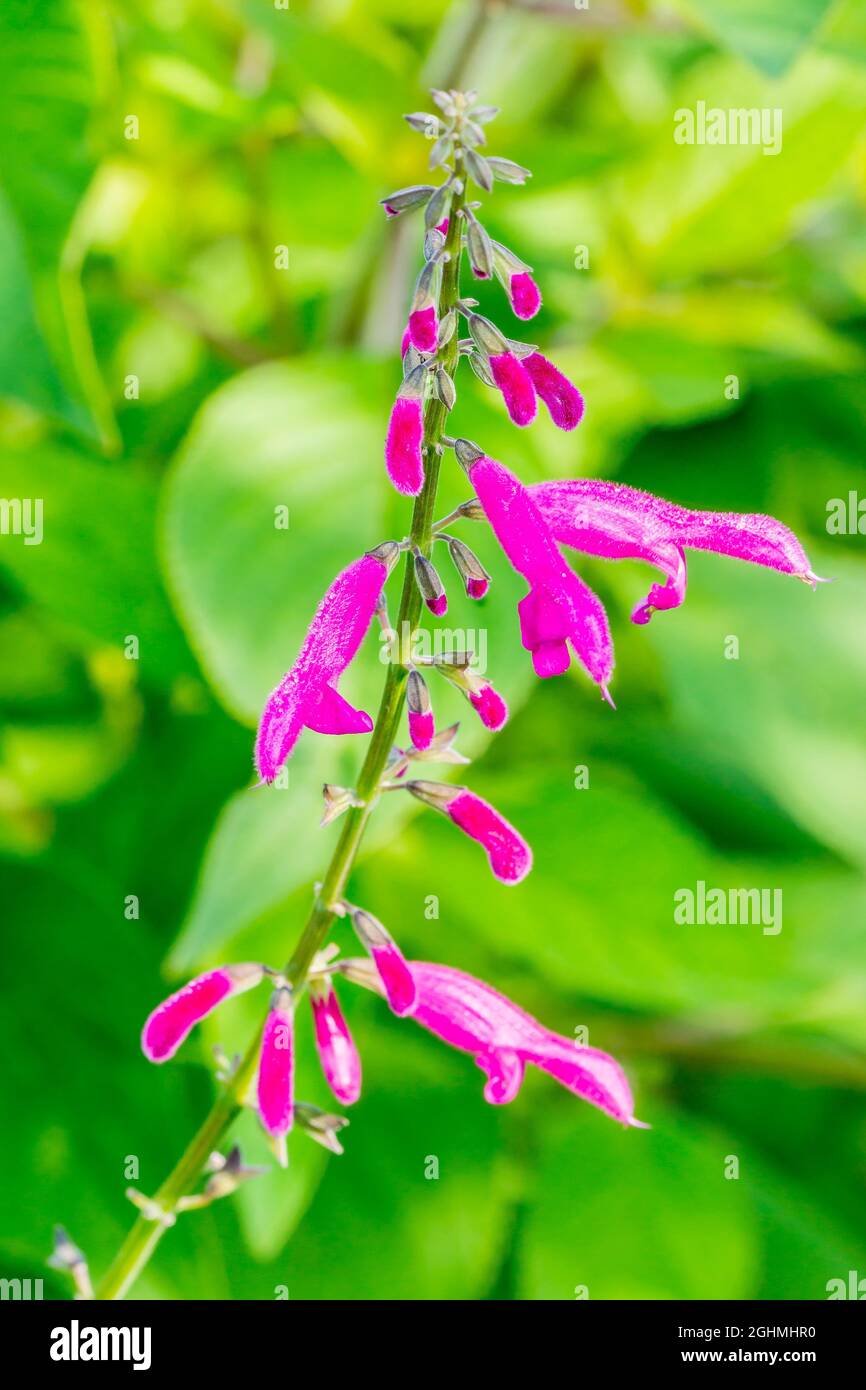 Salvia curviflora 'Tubular Bells' Foto de stock