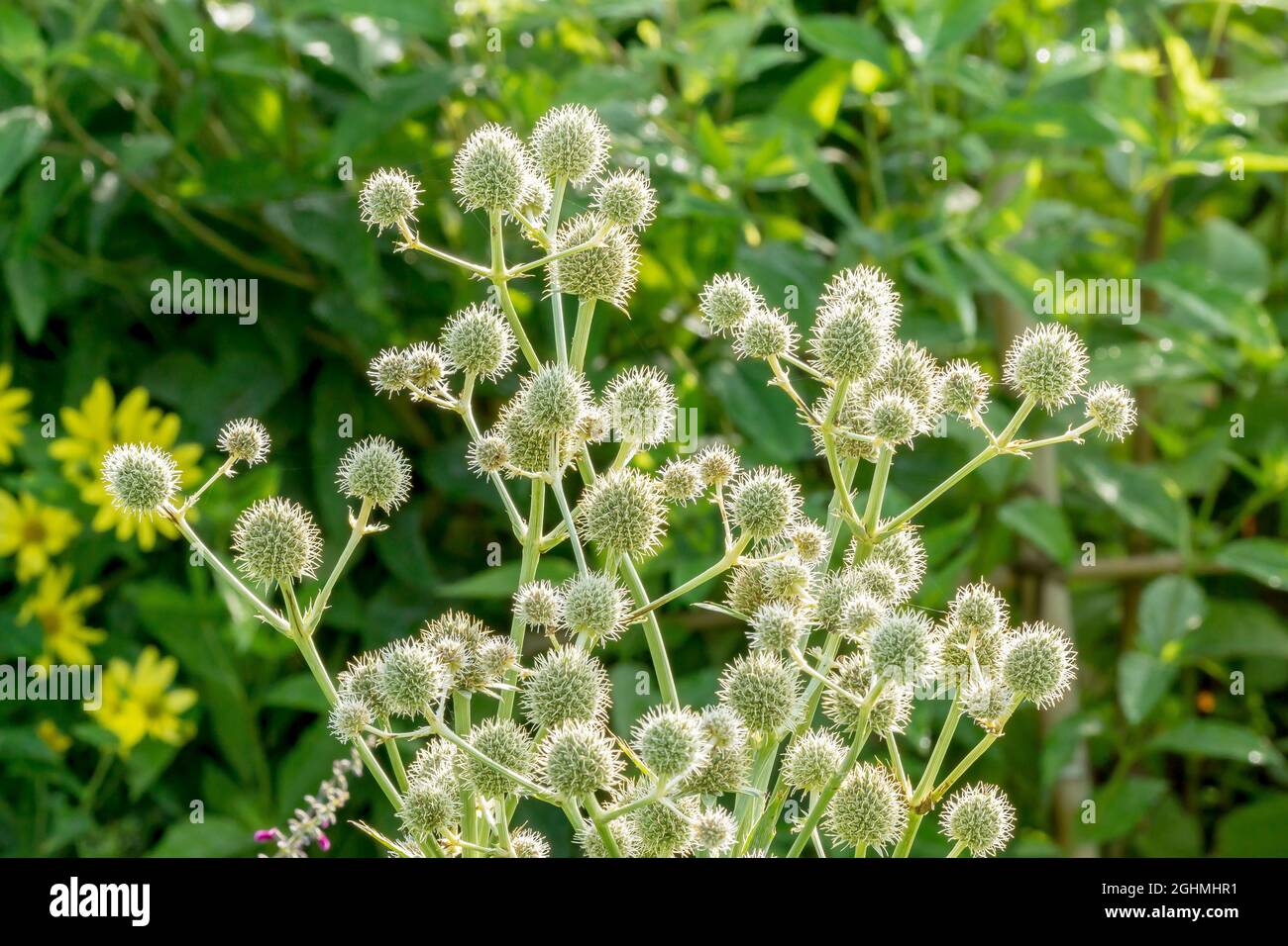 Eryngium yuccifolium Foto de stock