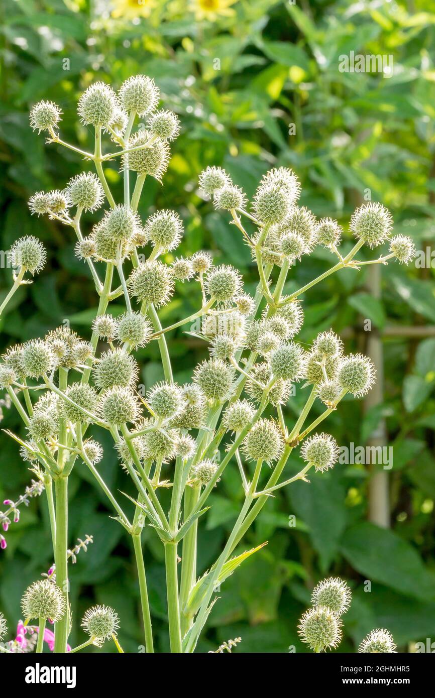 Eryngium yuccifolium Foto de stock