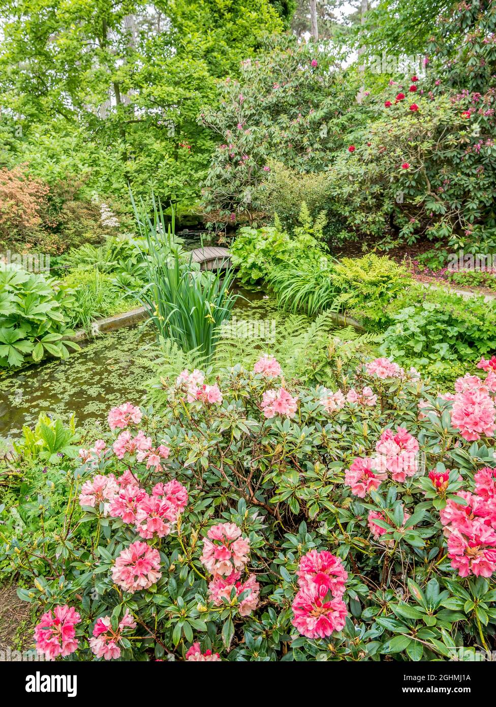 Rhododendron 'Horizon Monarch', Parc Floral de Vincennes, París, Francia Foto de stock