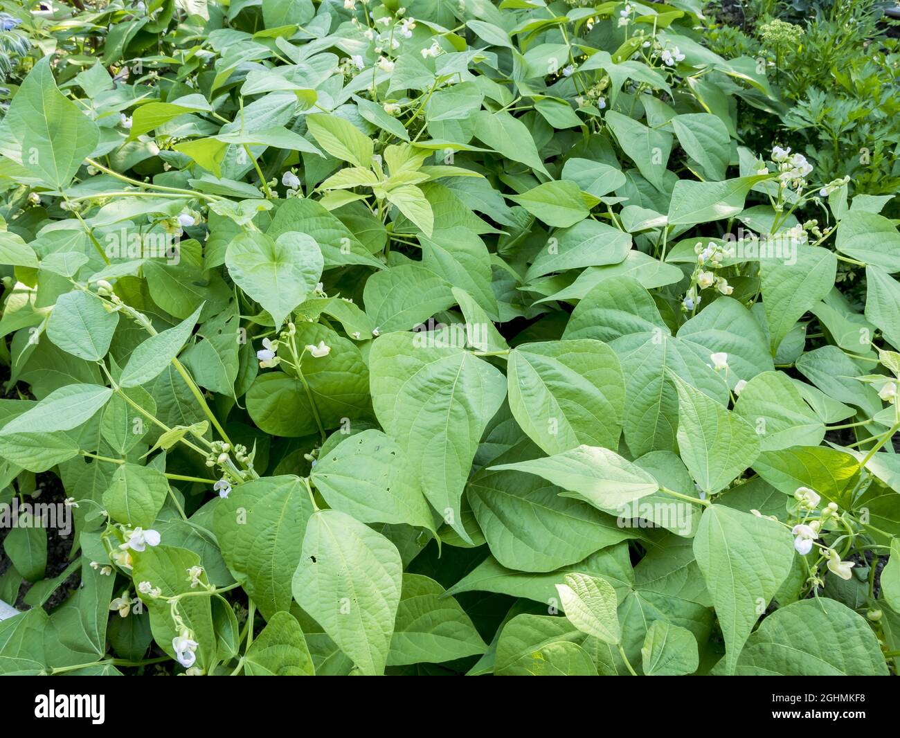 'Filet Cupidon' de Haricot nain Fotografía de stock Alamy