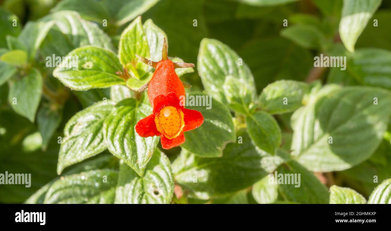 Nematanthodes de Seemannia 'Evita' Foto de stock