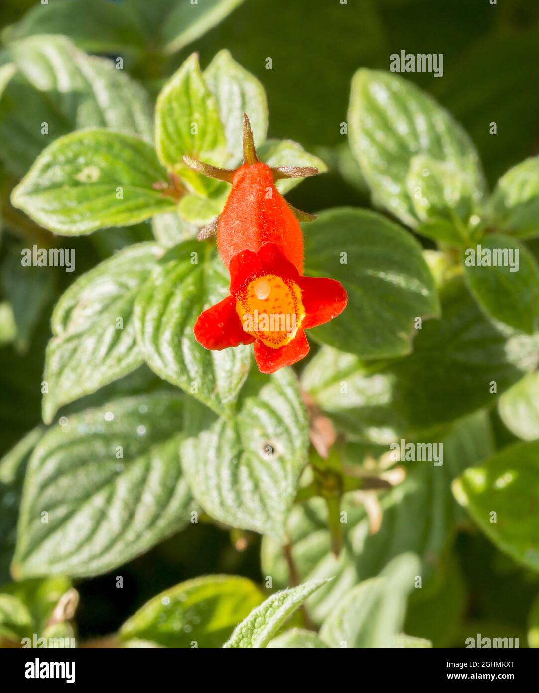 Nematanthodes de Seemannia 'Evita' Foto de stock