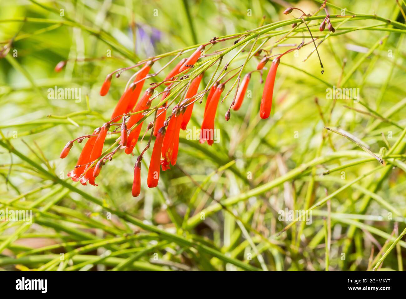 Russelia equisetiformis Foto de stock