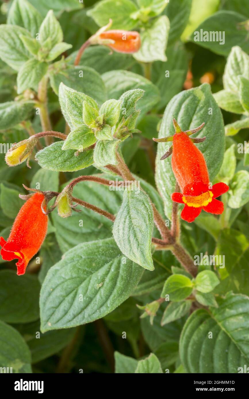 Nematanthodes de Seemannia 'Evita' Foto de stock