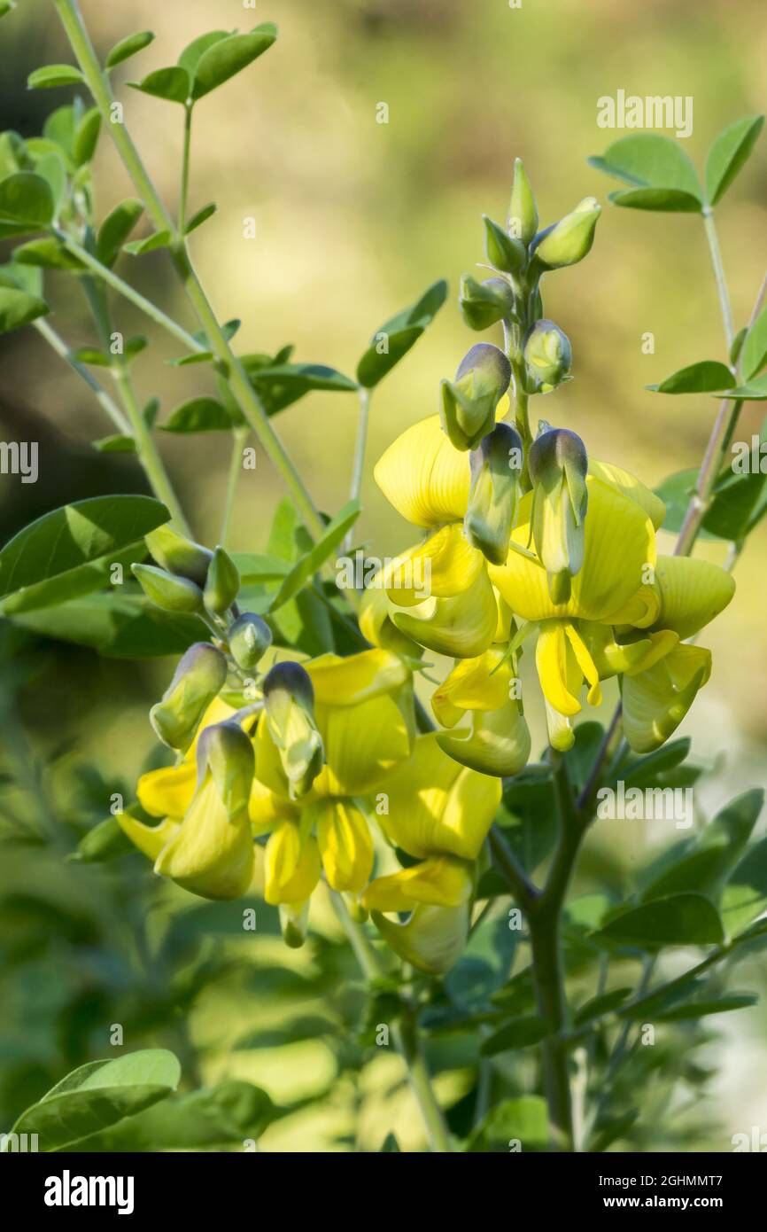 Crotalaria capensis Foto de stock