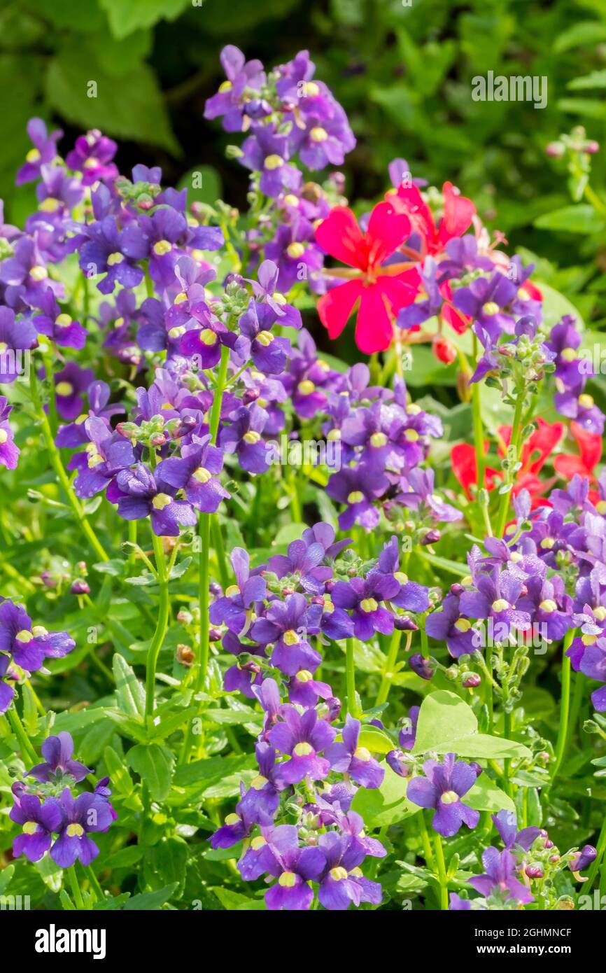 Nemesia aromatica 'Royal' Foto de stock