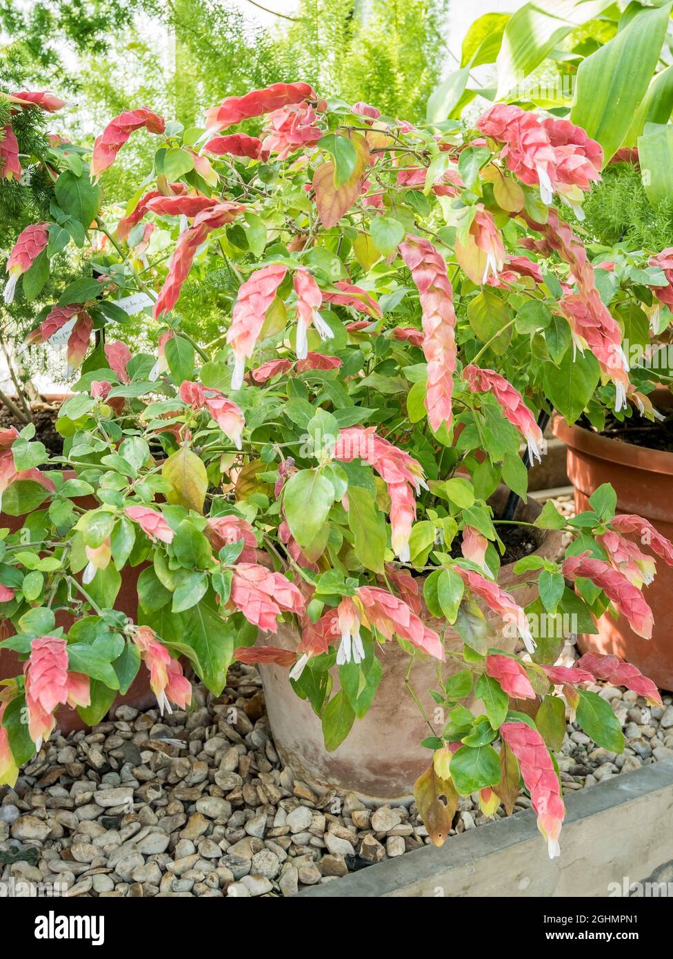 Justicia brandegeeana Foto de stock