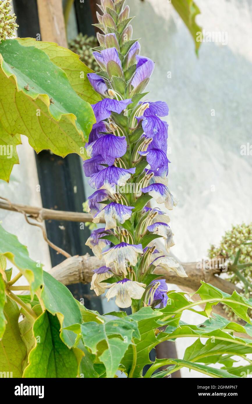 Acanthus eminens Foto de stock