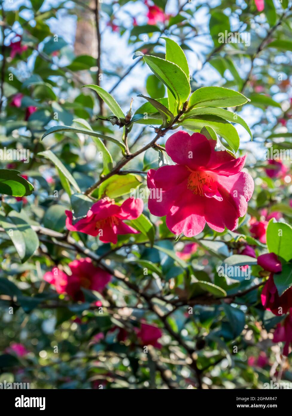 Camellia hiemalis 'Kanjiro' Foto de stock