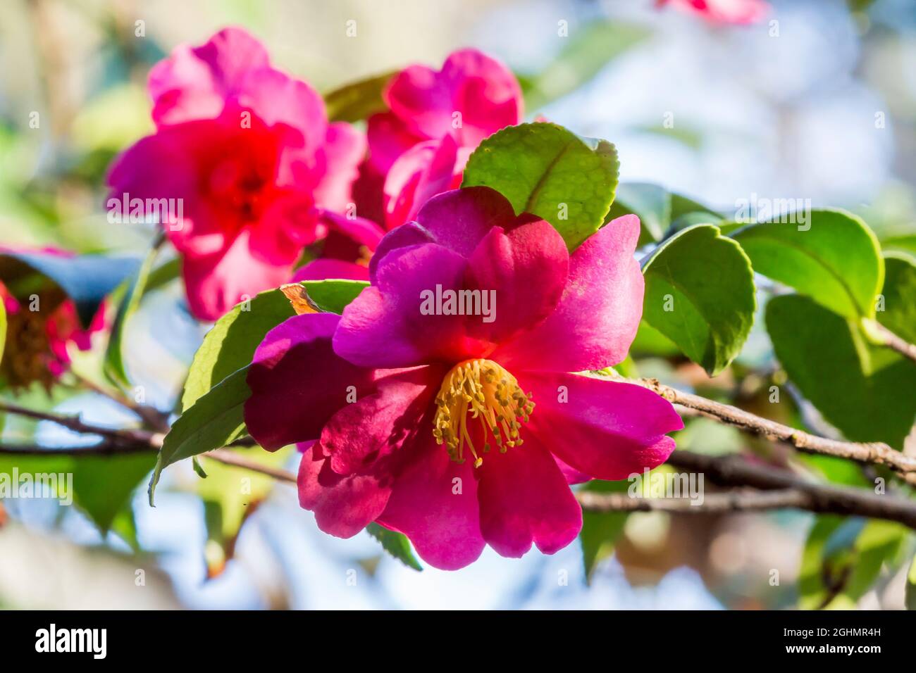 Camellia hiemalis 'Kanjiro' Foto de stock