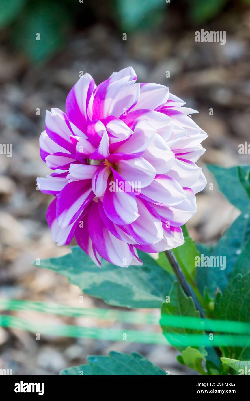 Dahlia 'Rosa sin príncipes' Obtentor: Haaster (NDL) 2005 Foto de stock