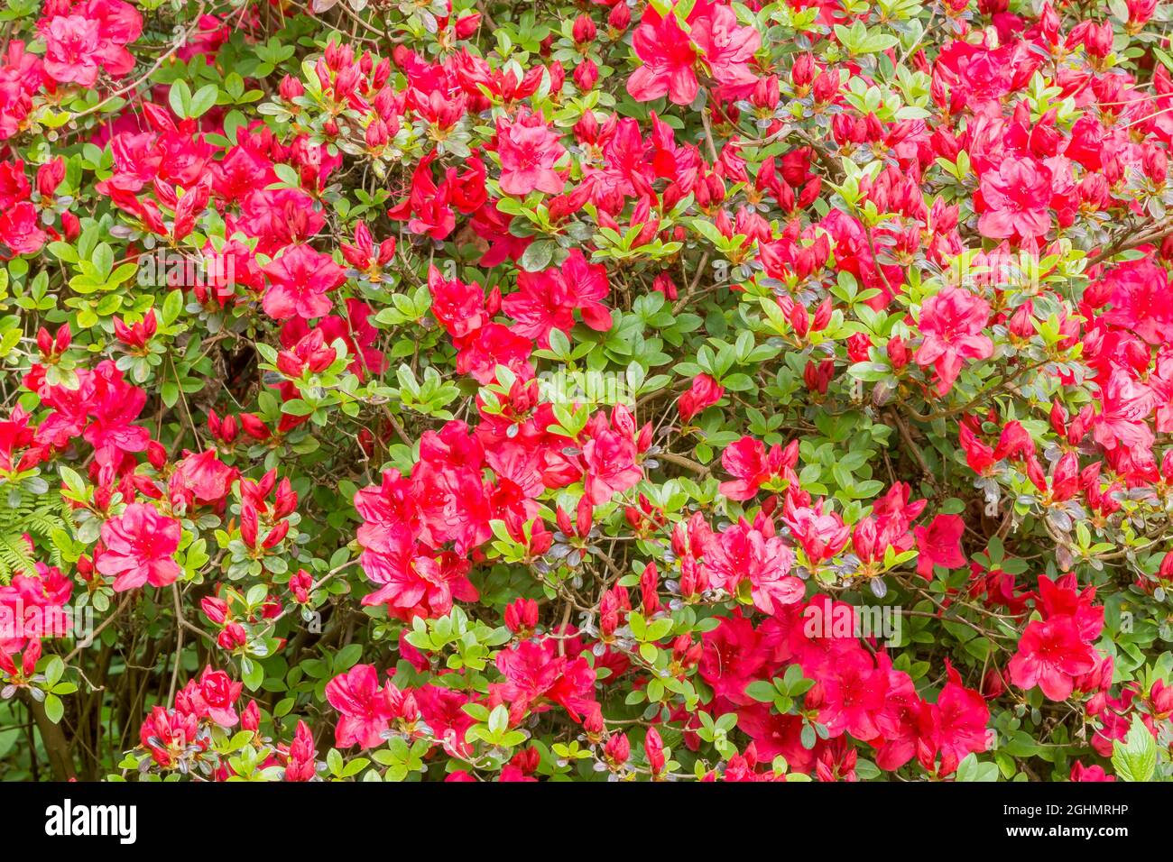 Rododendro japonica fotografías e imágenes de alta resolución - Página 2 -  Alamy