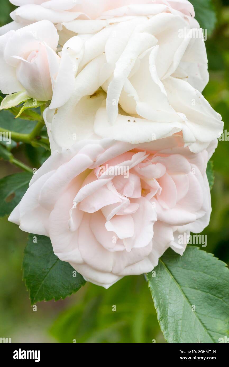 Planta de aspirina Fotos e Imágenes de stock Alamy