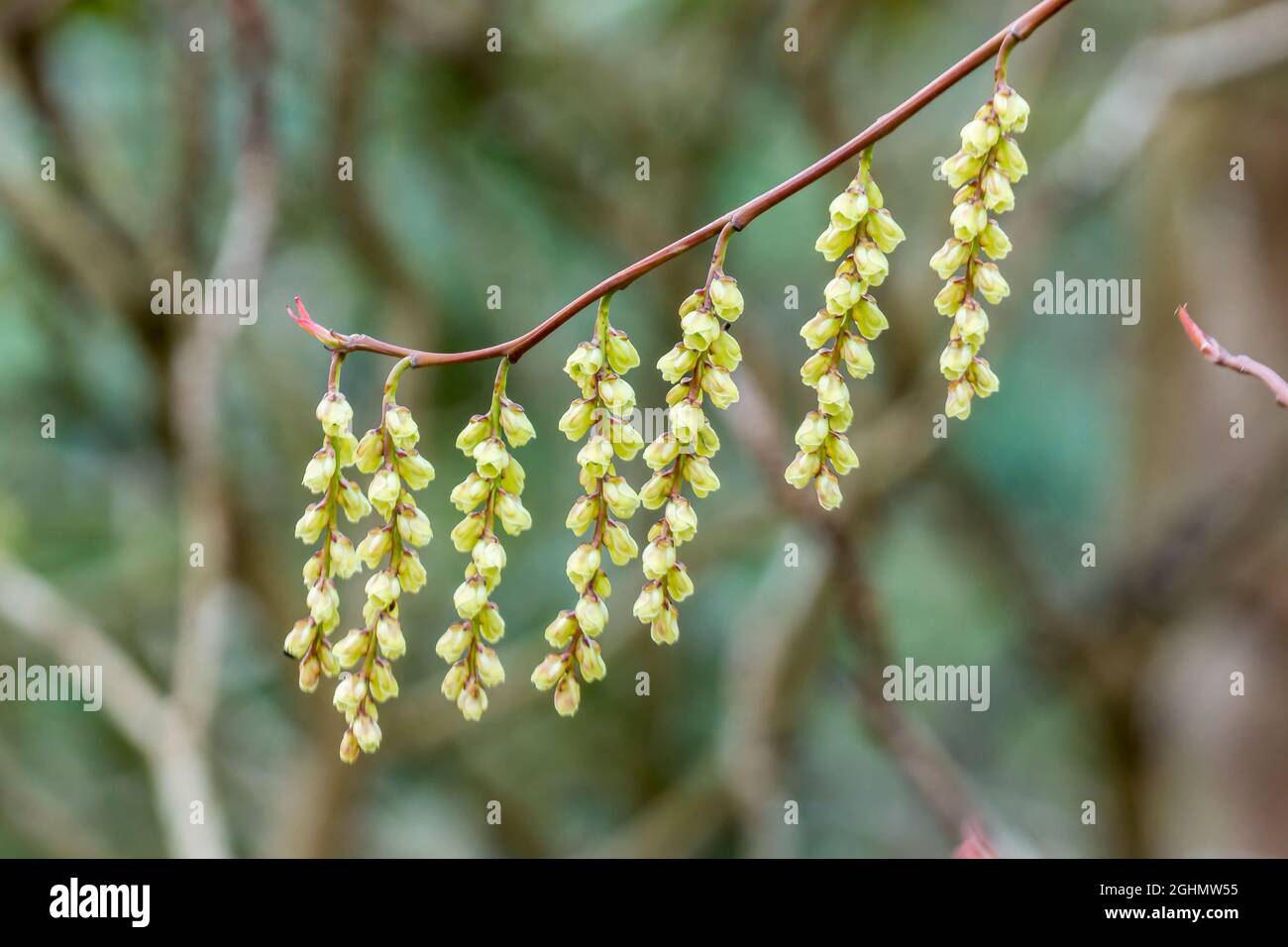 Stachyurus sinensis Foto de stock