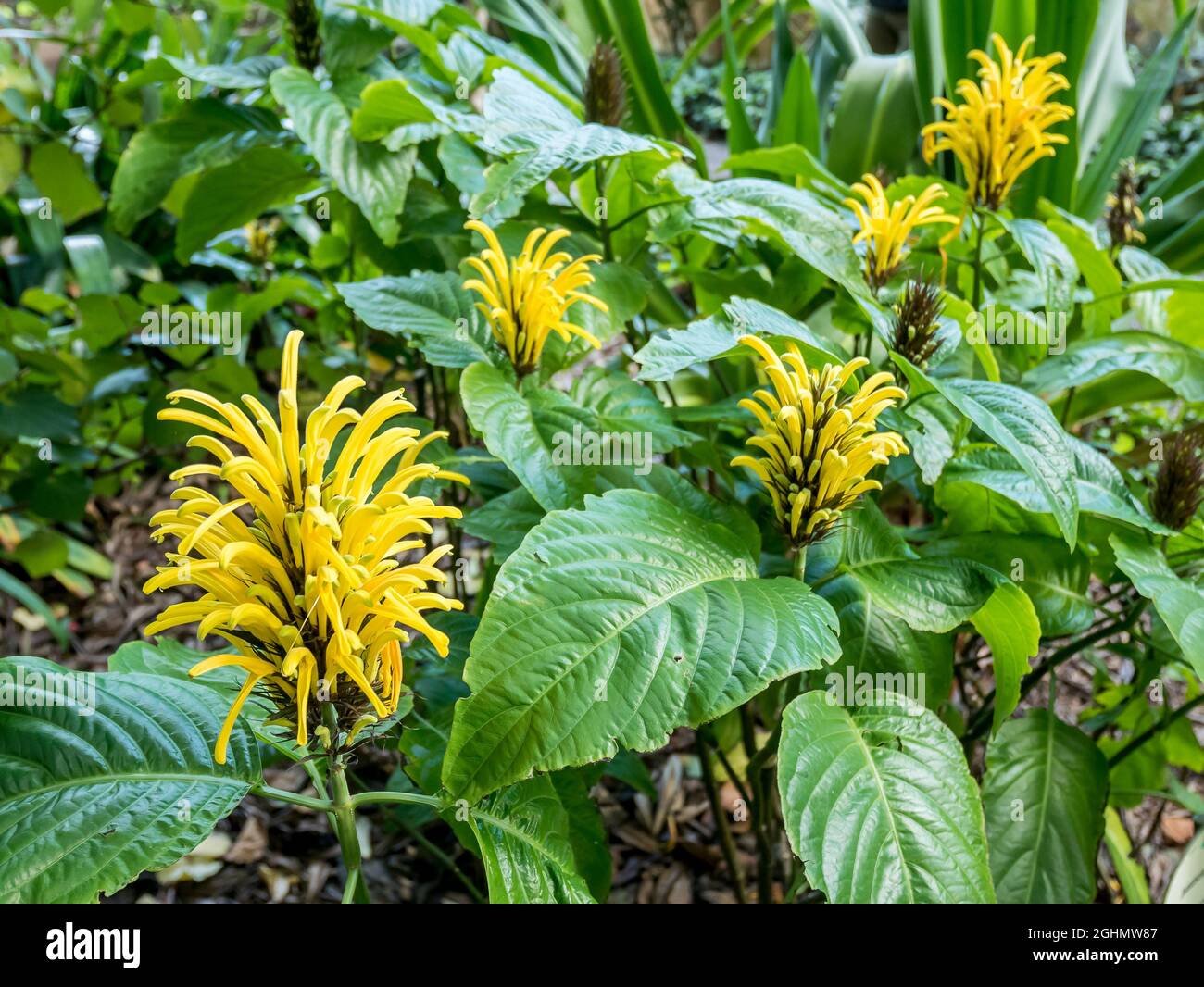 Justicia aurea Foto de stock