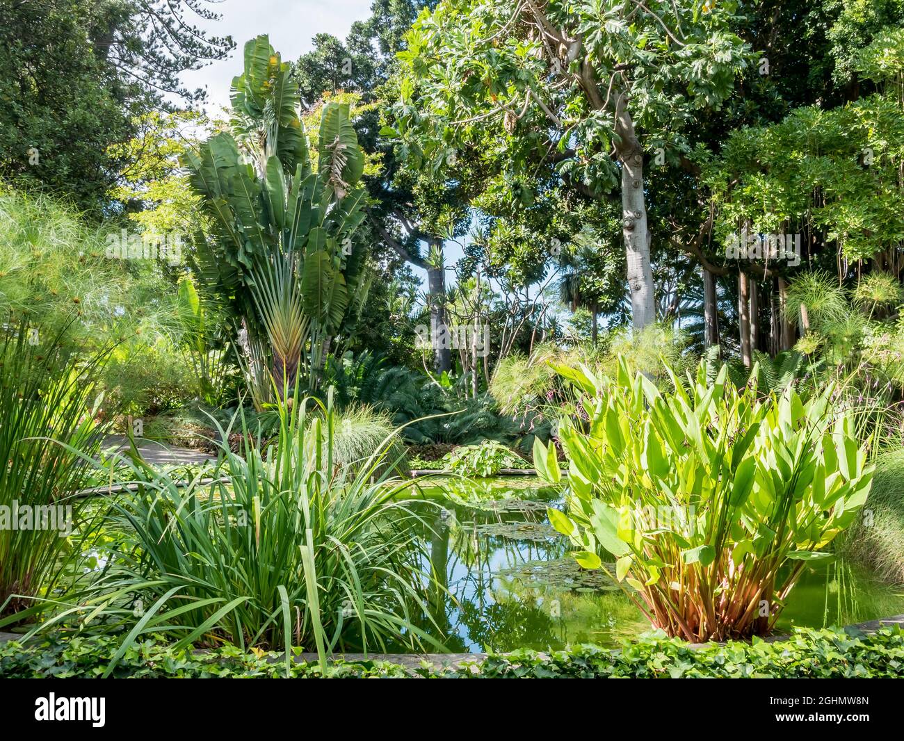 Sagittaria, Papiro, Nympheae, Bassin central du Jardin de Aclimatacion de la Orotava, Ravenala madagascariensis, Puerto de la Cruz, Tenerife, Iles Ca Foto de stock