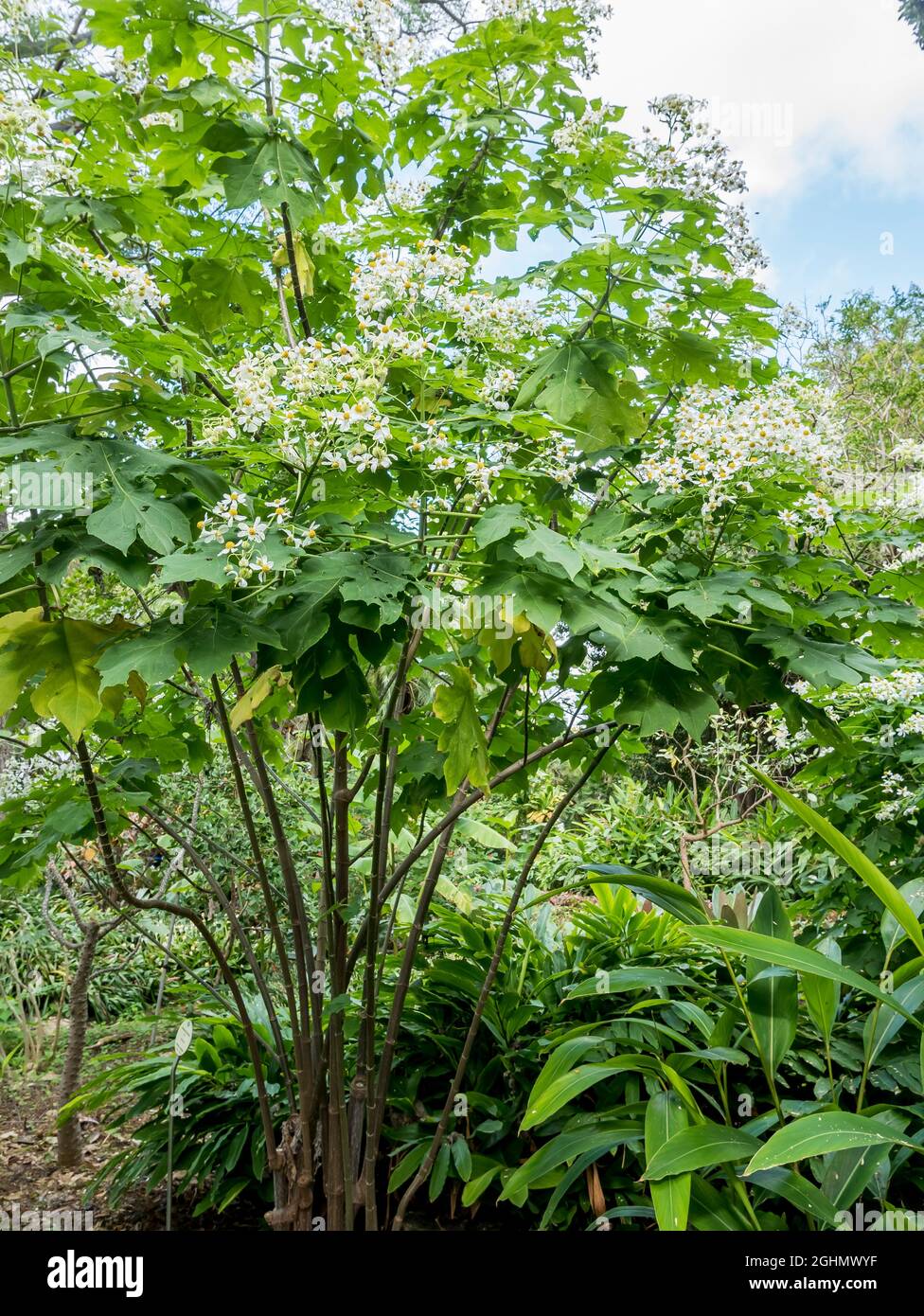 Montanoa hibiscifolia Benth Foto de stock