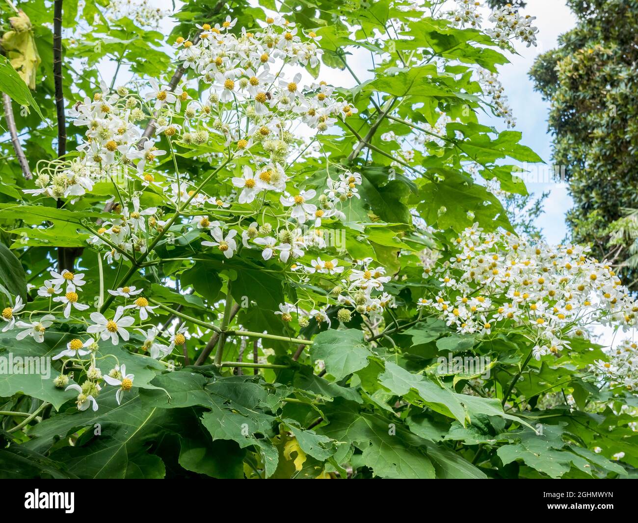 Montanoa hibiscifolia Benth Foto de stock