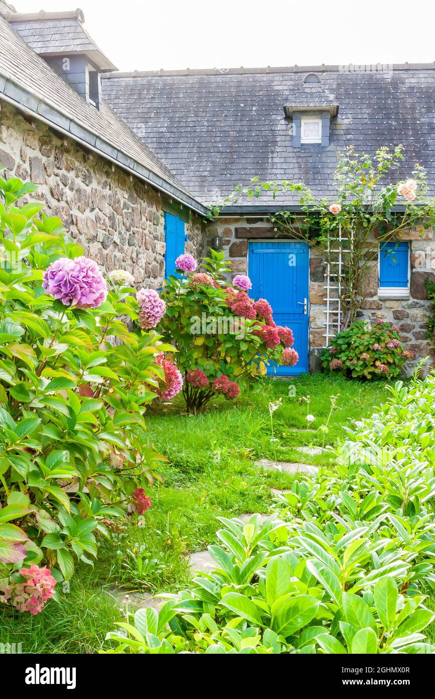 Hydrangeas, Penty, Peninsule de Crozon, Finisterre, Francia Foto de stock