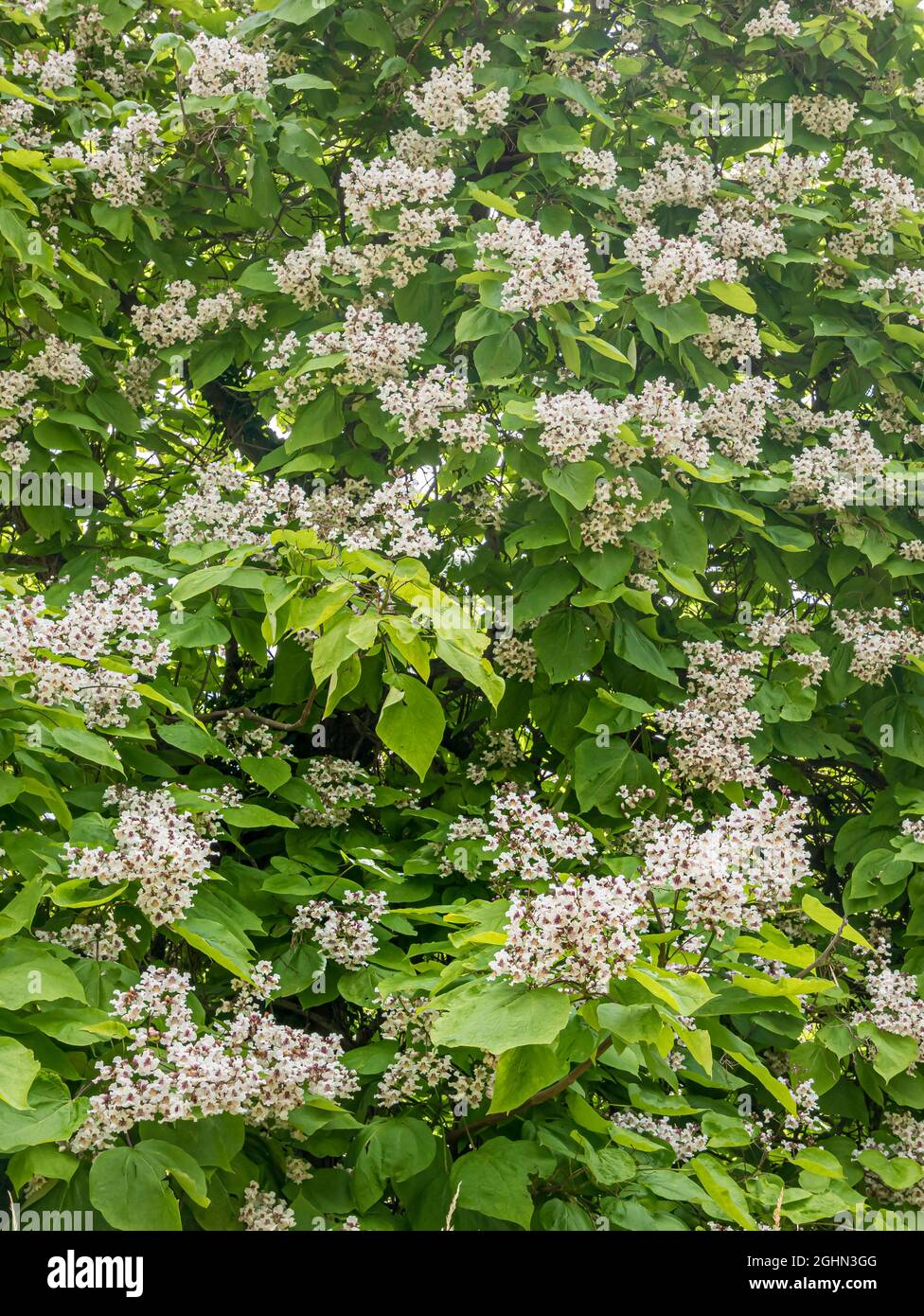 Catalpa bignonioides Foto de stock