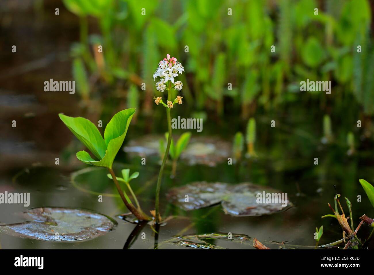 Frijol bog (Menyanthes trifoliata), flor, floración, perenne, planta pantanosa, Planta de agua, Ellerstadt, Alemania Foto de stock