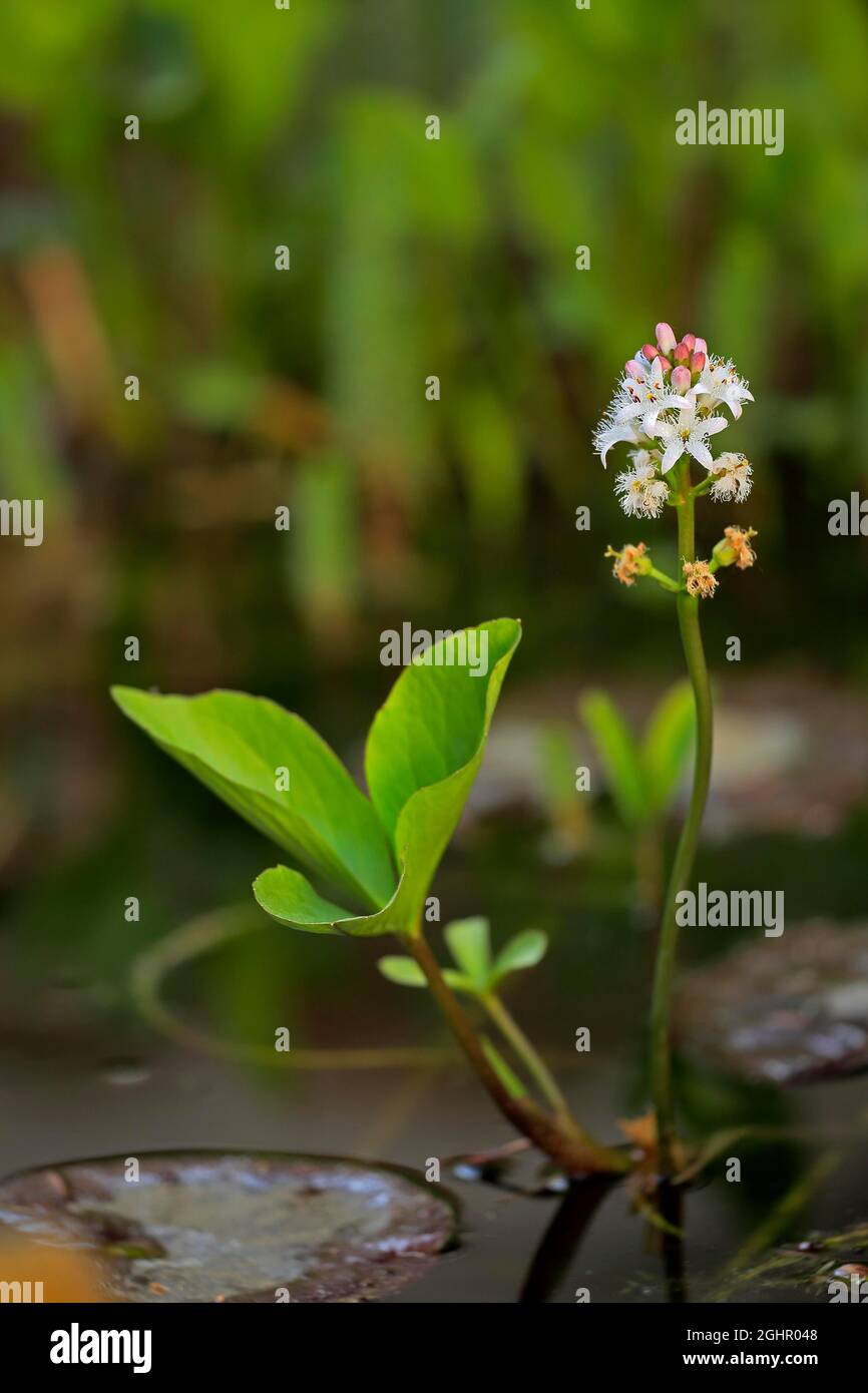Frijol bog (Menyanthes trifoliata), flor, floración, perenne, planta pantanosa, Planta de agua, Ellerstadt, Alemania Foto de stock