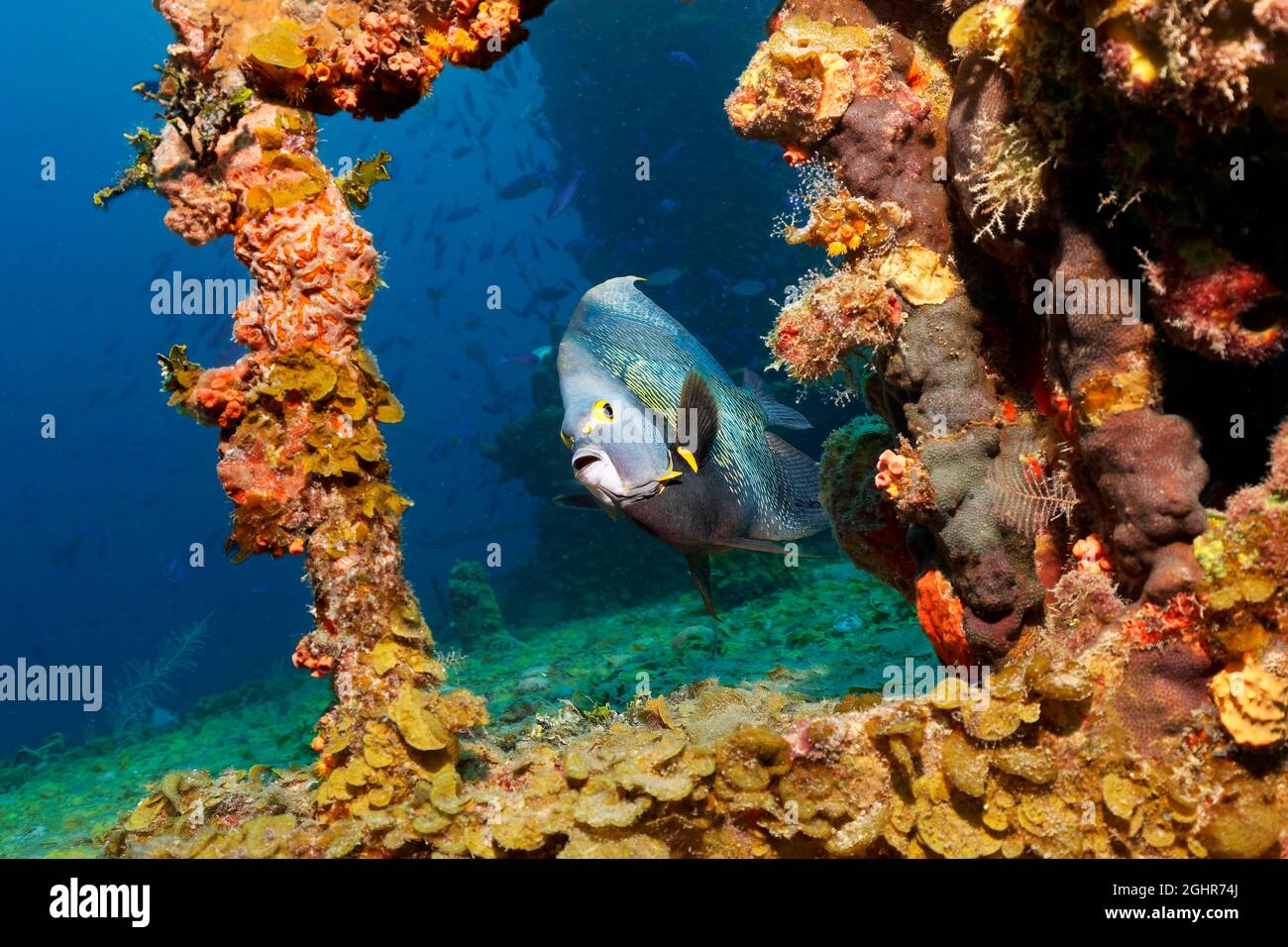 Angelfish francés (Pomacanthus paru) nadando alrededor del naufragio, Mar Caribe cerca de Playa Santa Lucía, Provincia de Camagueey, Caribe, Cuba Foto de stock