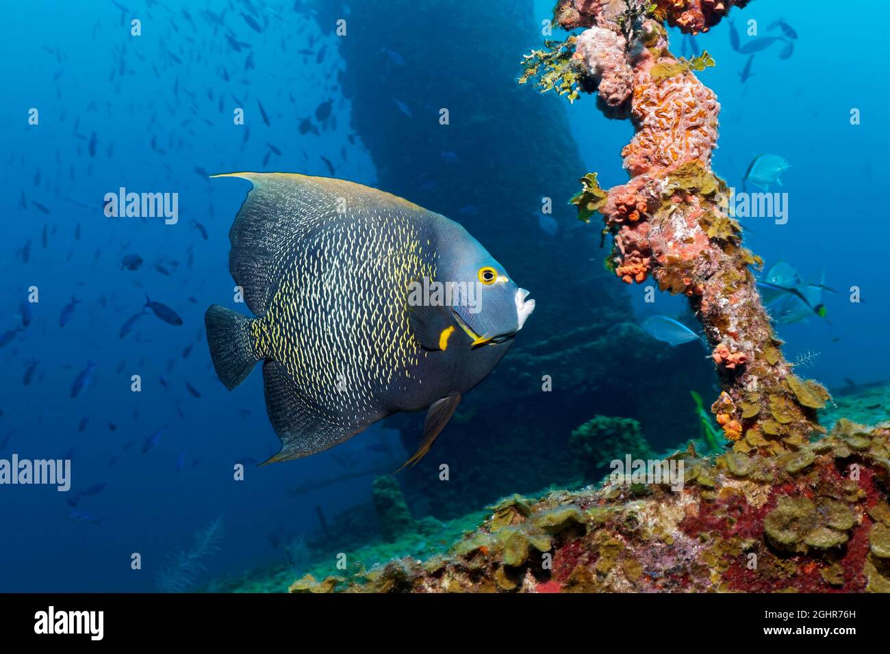 Angelfish francés (Pomacanthus paru) nadando alrededor del naufragio, Mar Caribe cerca de Playa Santa Lucía, Provincia de Camagueey, Caribe, Cuba Foto de stock