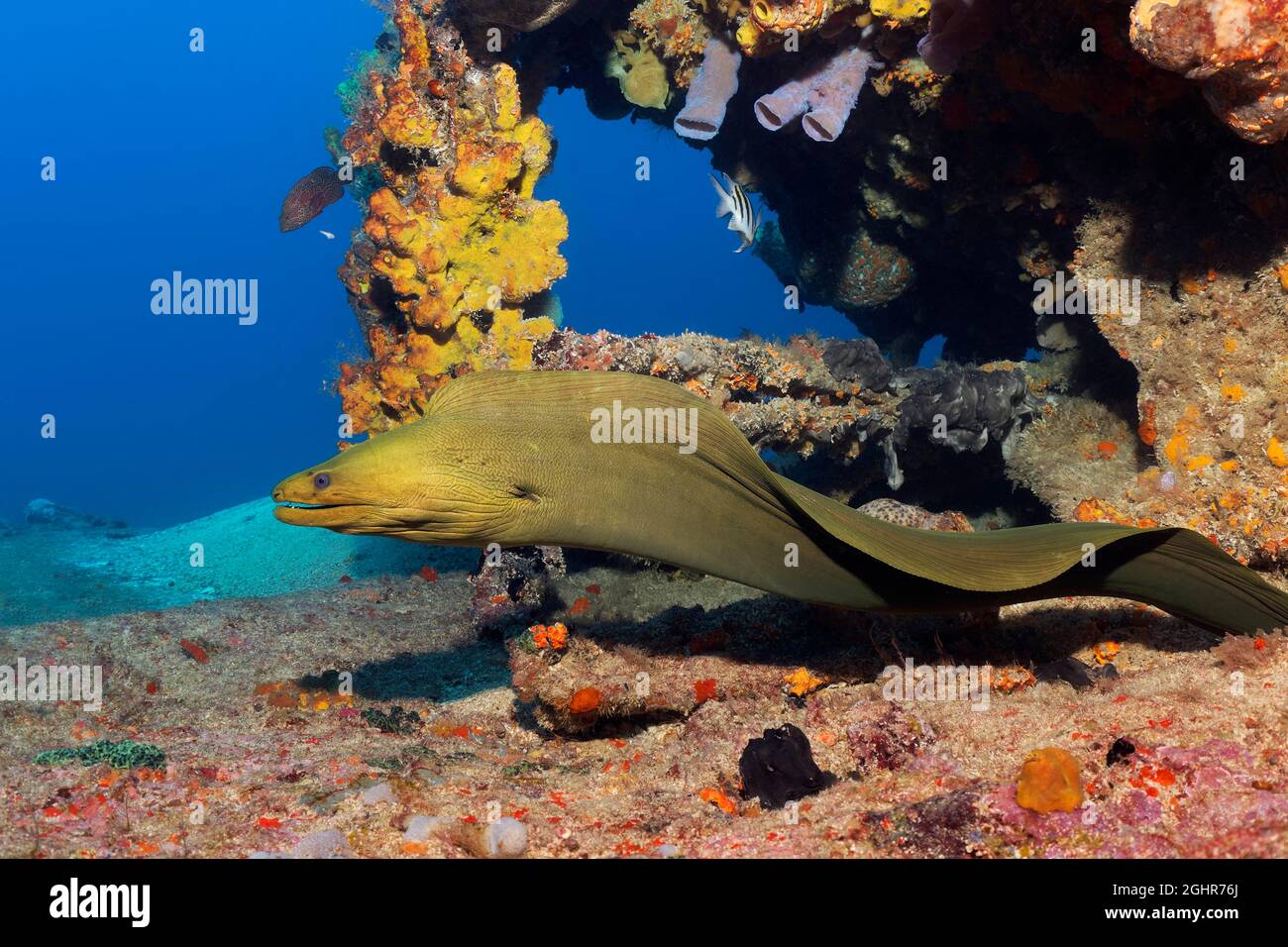 Moray verde (Gymnothorax funebris) nadando a través de naufragios, Mar Caribe cerca de Playa Santa Lucía, Provincia de Camagueey, Caribe, Cuba Foto de stock