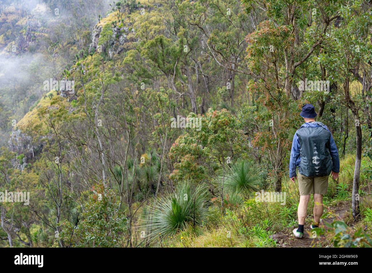 Vista trasera de un excursionista caminando por Scenic Rim Trail, Main Range National Park, Queensland, Australia Foto de stock