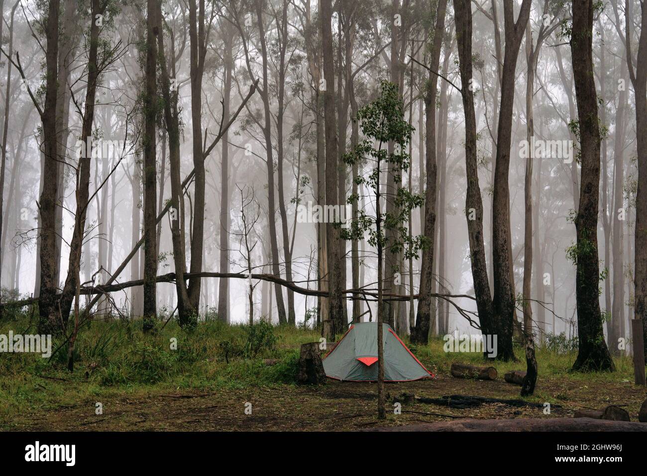 Tienda de campaña en un bosque de eucaliptos, Scenic Rim Trail, Main Range National Park, Queensland, Australia Foto de stock
