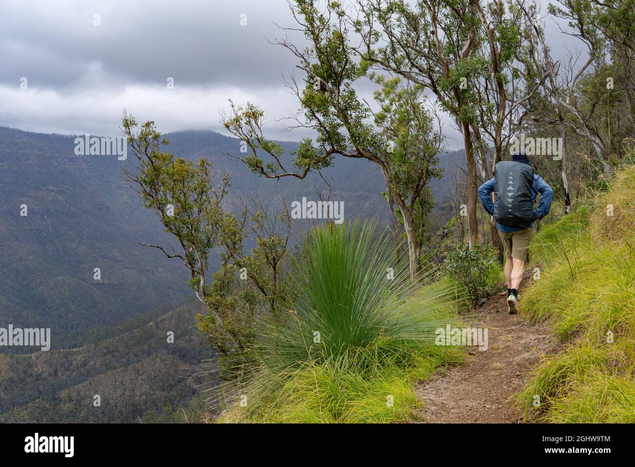 Vista trasera de un excursionista caminando por Scenic Rim Trail, Main Range National Park, Queensland, Australia Foto de stock