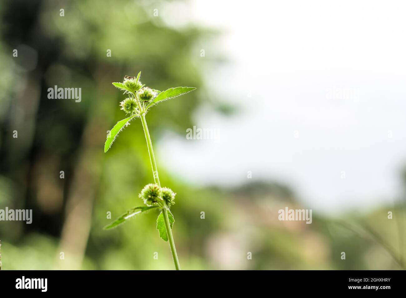 Flor de pasto con el tipo de Hyptis brevipes con brotes verdes Foto de stock