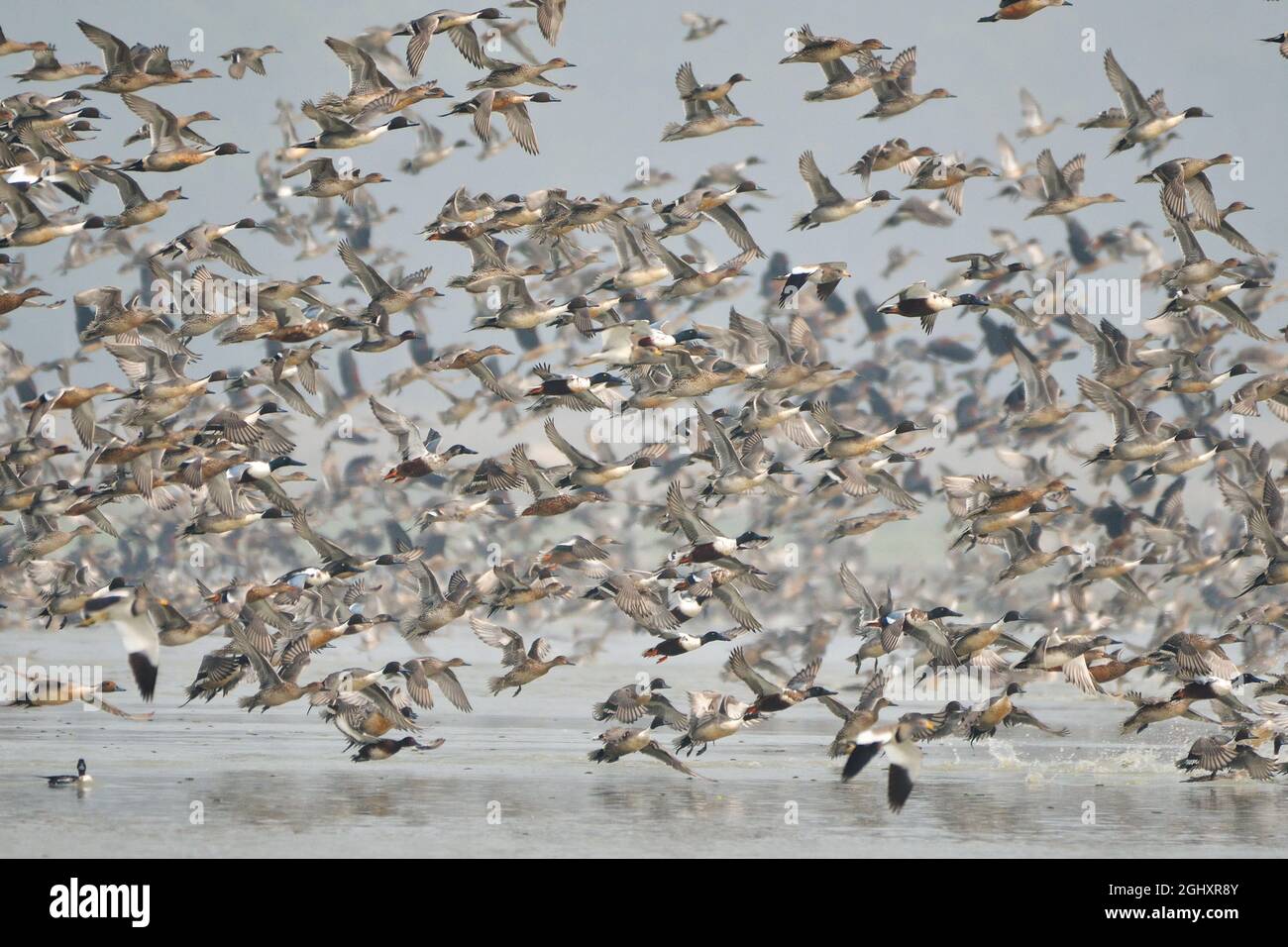 Manada de Aves Migratorias están volando sobre el Lago Foto de stock