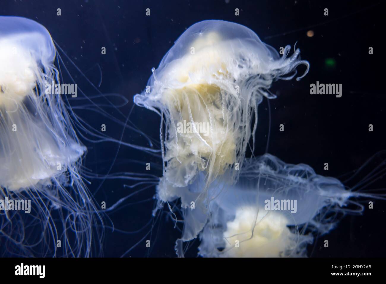 Magnífica vista submarina de las medusas de yema de huevo nadando en el agua libremente Foto de stock